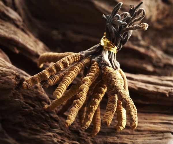 Cordyceps